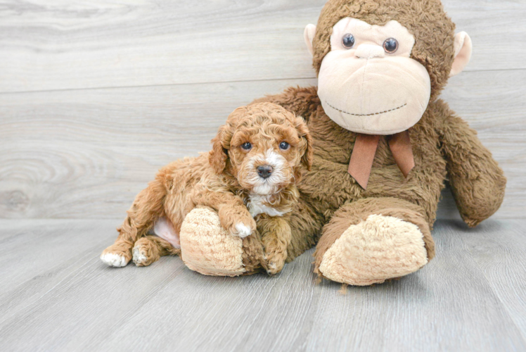 Meet Angelo - our Poodle Puppy Photo 1/3 - Puppy Love PR Poodle Puppy for Adoption
