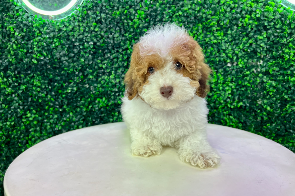 11 week old Poodle Puppy For Sale - Puppy Love PR