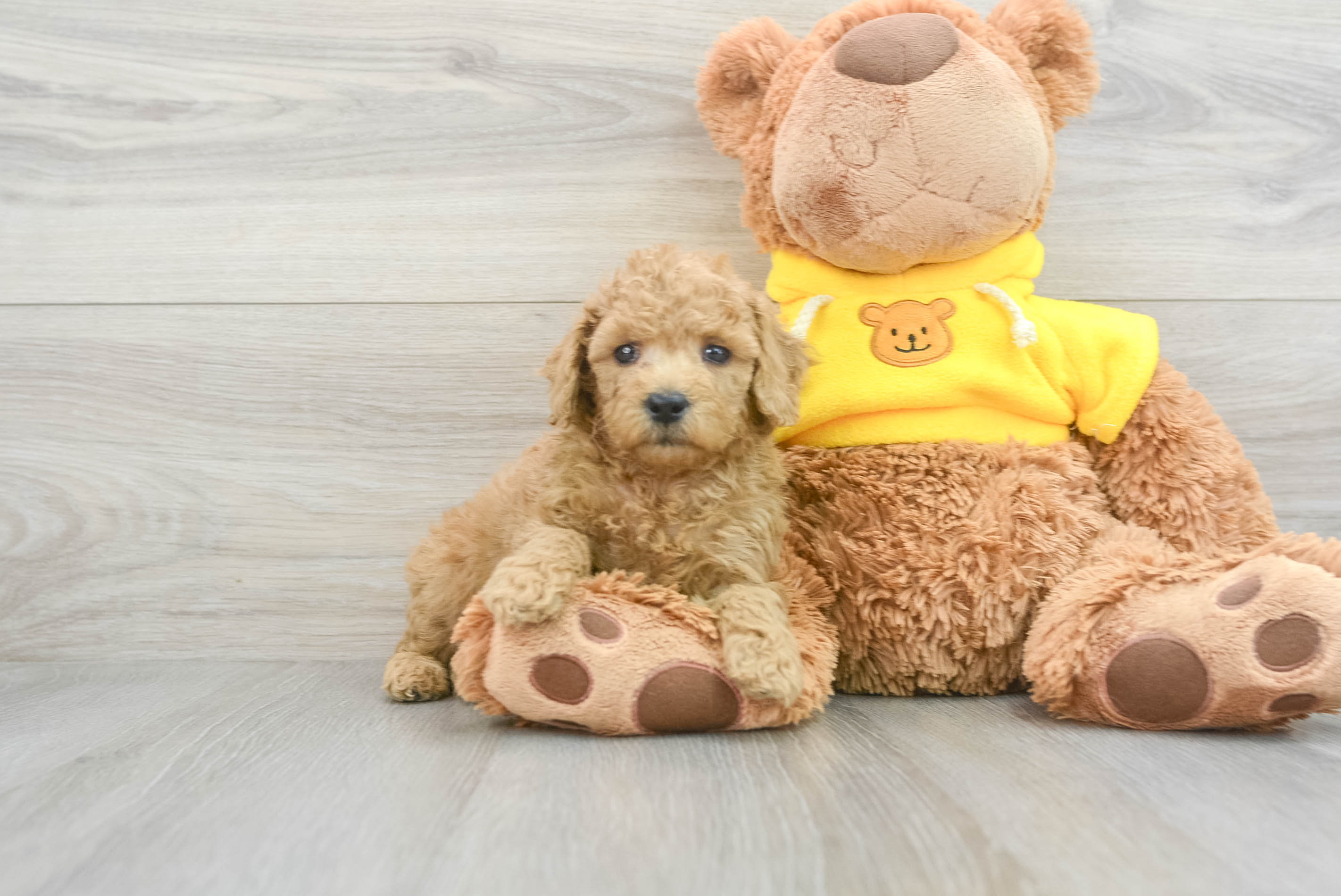 Energetic Pudle Purebred Puppy