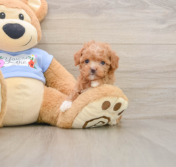6 week old Poodle Puppy For Sale - Puppy Love PR