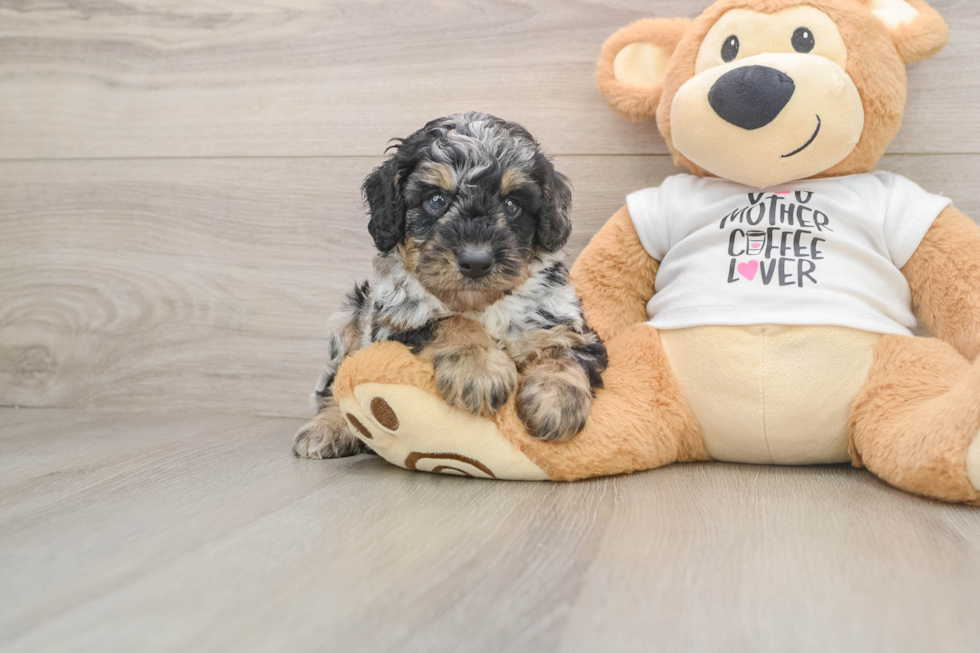 Best Poodle Baby
