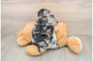 Poodle Pup Being Cute
