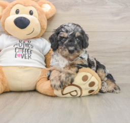 8 week old Poodle Puppy For Sale - Puppy Love PR