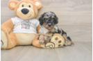 Best Poodle Baby