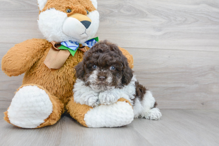 Poodle Pup Being Cute