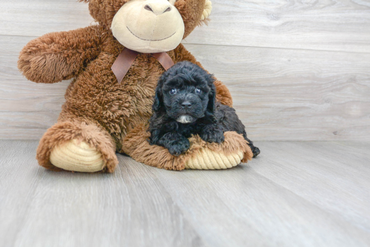 Poodle Pup Being Cute