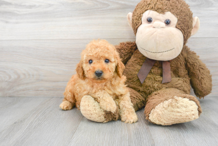 Meet Angelo - our Poodle Puppy Photo 1/3 - Puppy Love PR Energetic Pudle Purebred Puppy