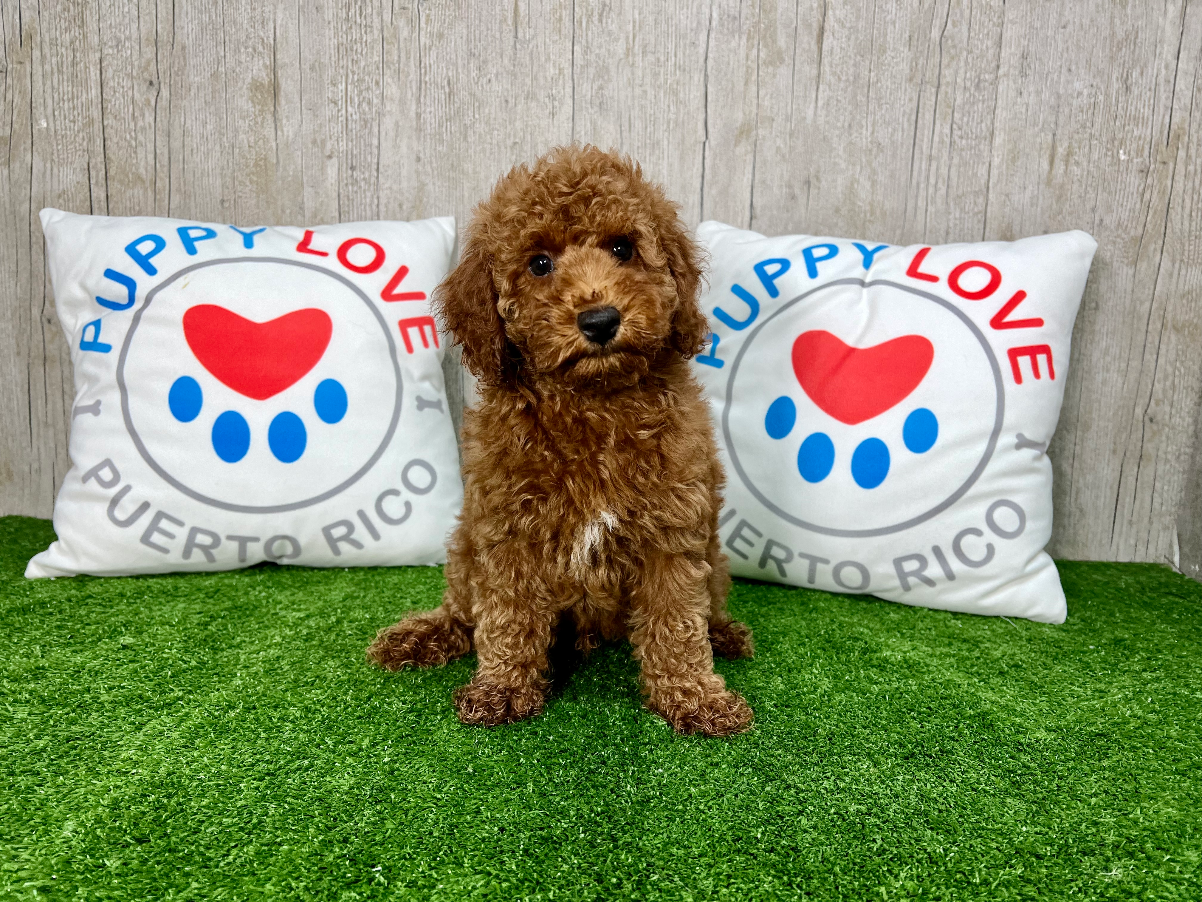 Cute Poodle Purebred Pup