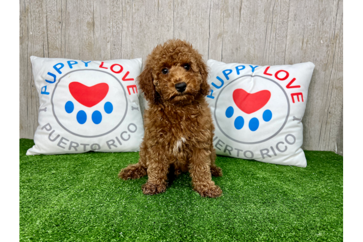 Meet Angelo - our Poodle Puppy Photo 1/4 - Puppy Love PR Cute Poodle Purebred Pup