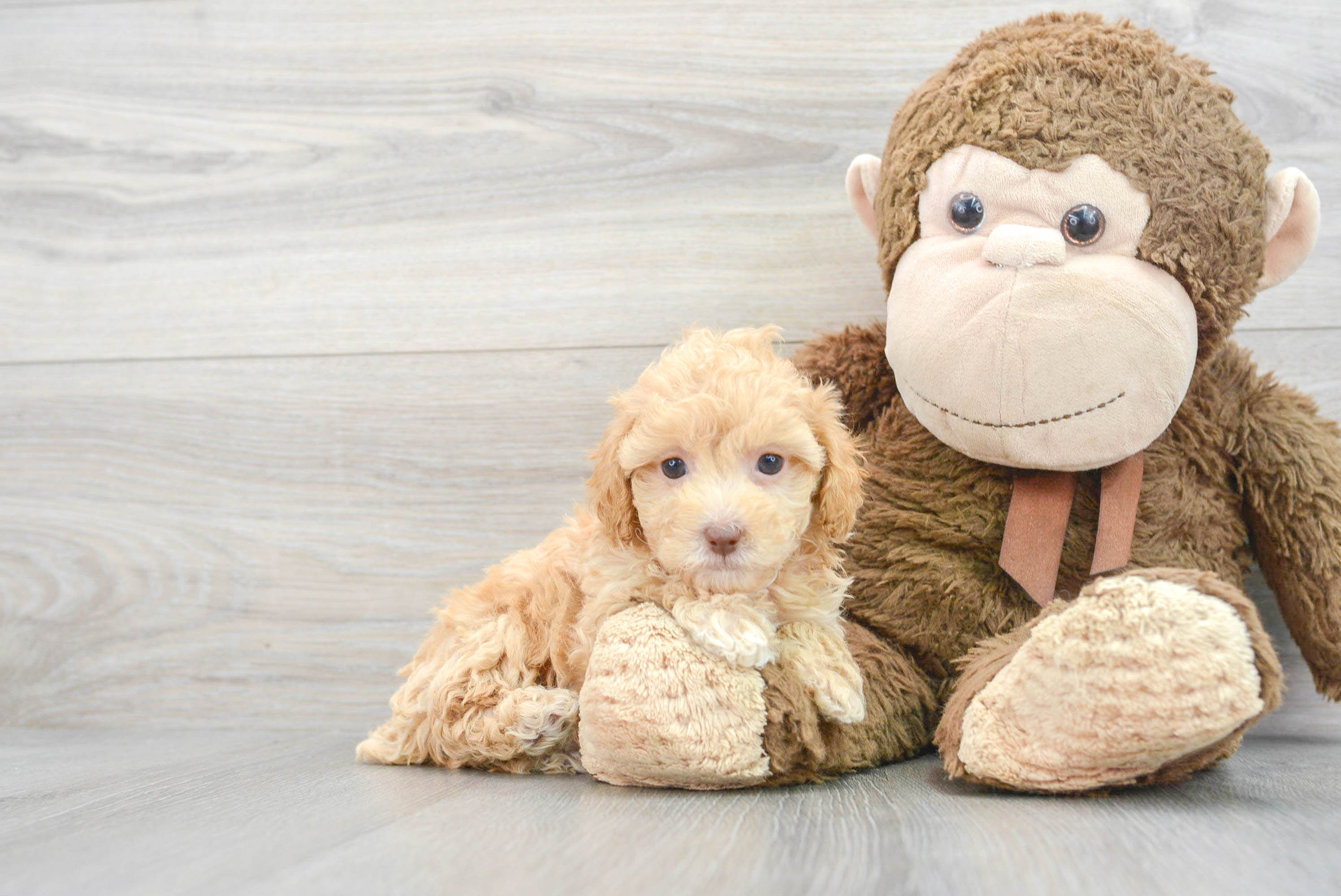 Poodle Pup Being Cute