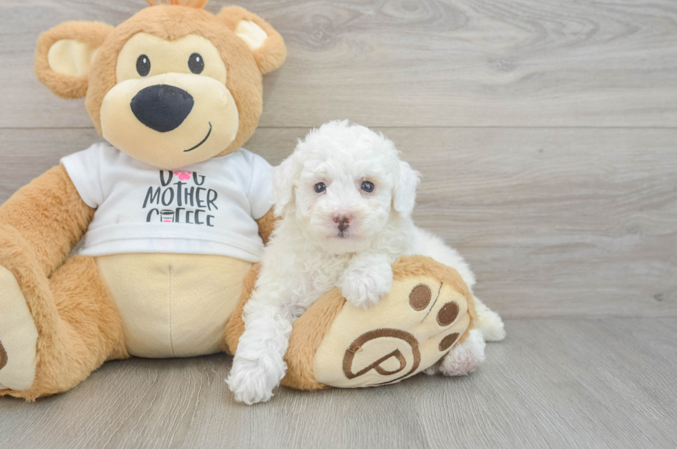 7 week old Poodle Puppy For Sale - Puppy Love PR