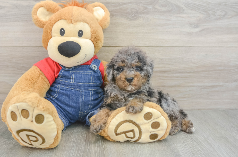 5 week old Poodle Puppy For Sale - Puppy Love PR