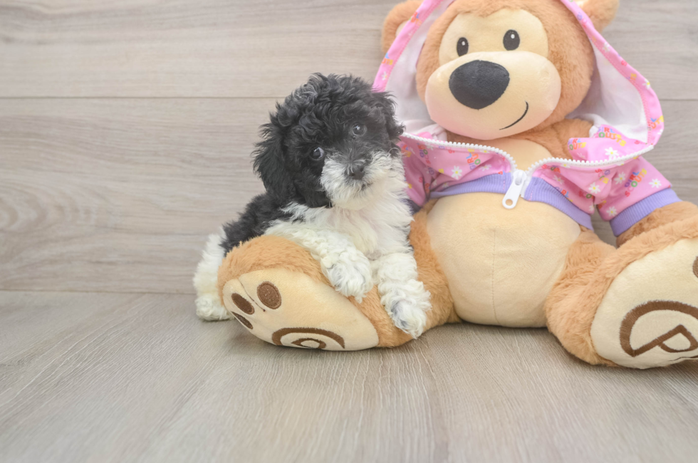 6 week old Poodle Puppy For Sale - Puppy Love PR