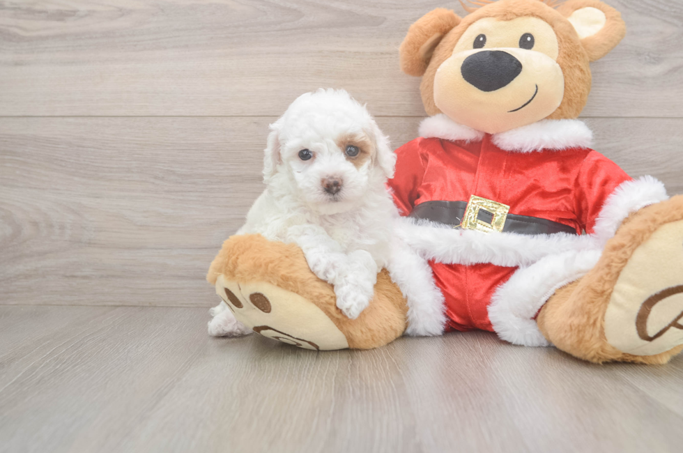 5 week old Poodle Puppy For Sale - Puppy Love PR