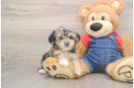 Best Poodle Baby
