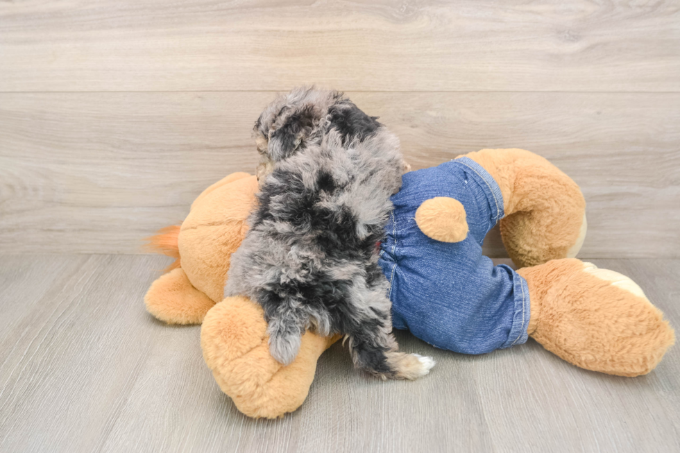 Sweet Caniche Purebred Puppy