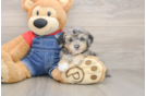 Energetic Pooodle Purebred Puppy