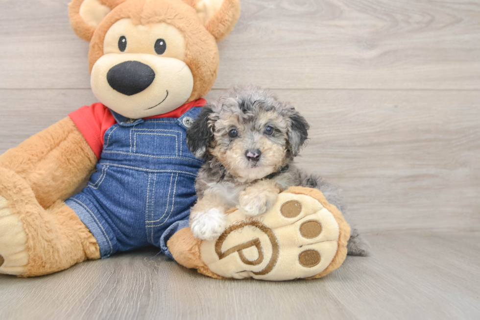 Energetic Pooodle Purebred Puppy