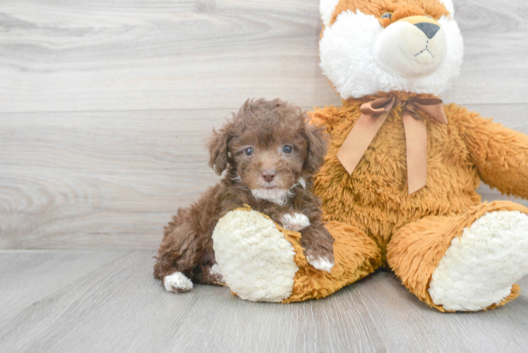 Meet Annie - our Poodle Puppy Photo 1/3 - Puppy Love PR Poodle Puppy for Adoption