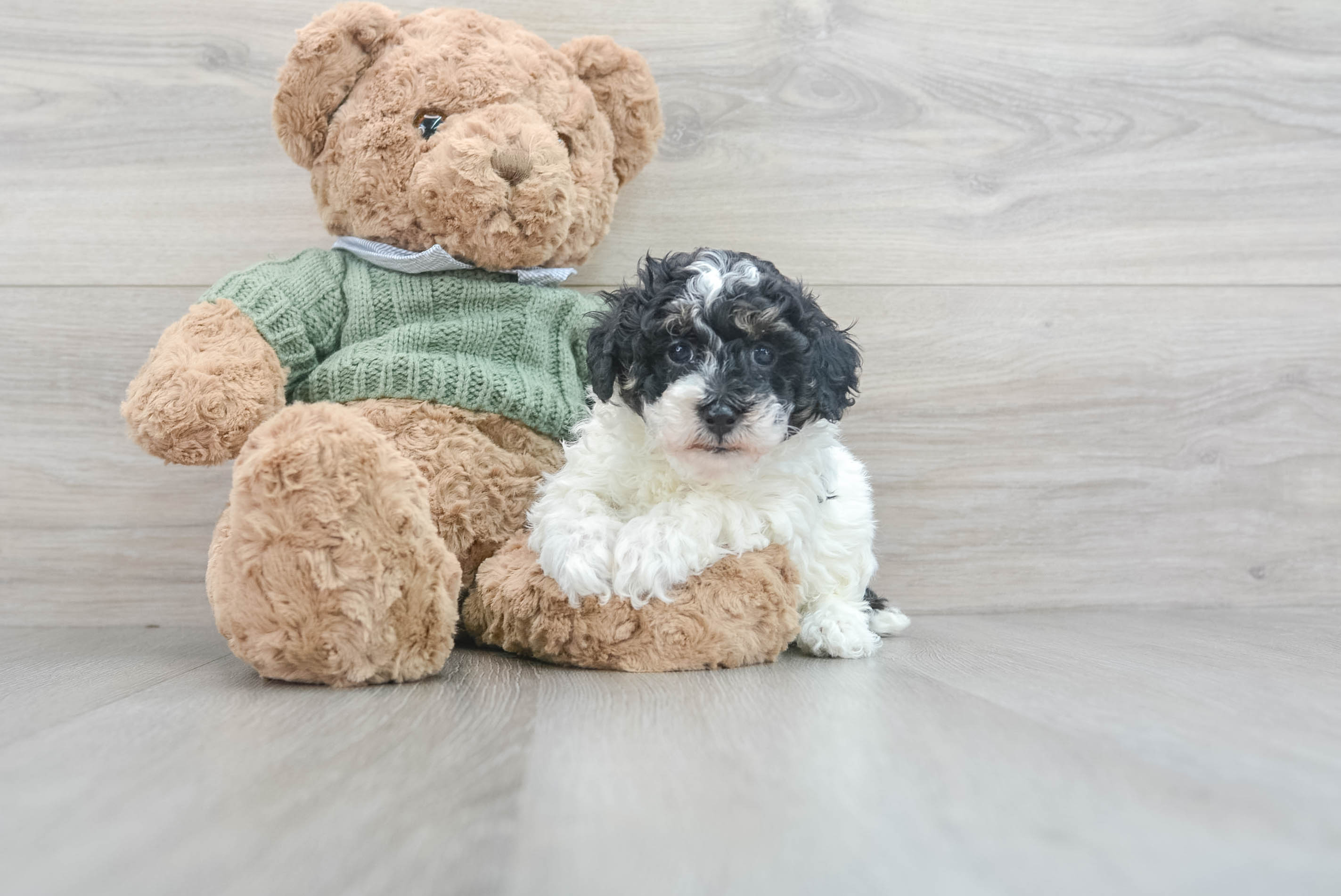 Funny Poodle Baby