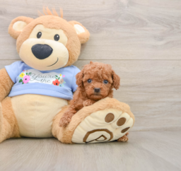 6 week old Poodle Puppy For Sale - Puppy Love PR