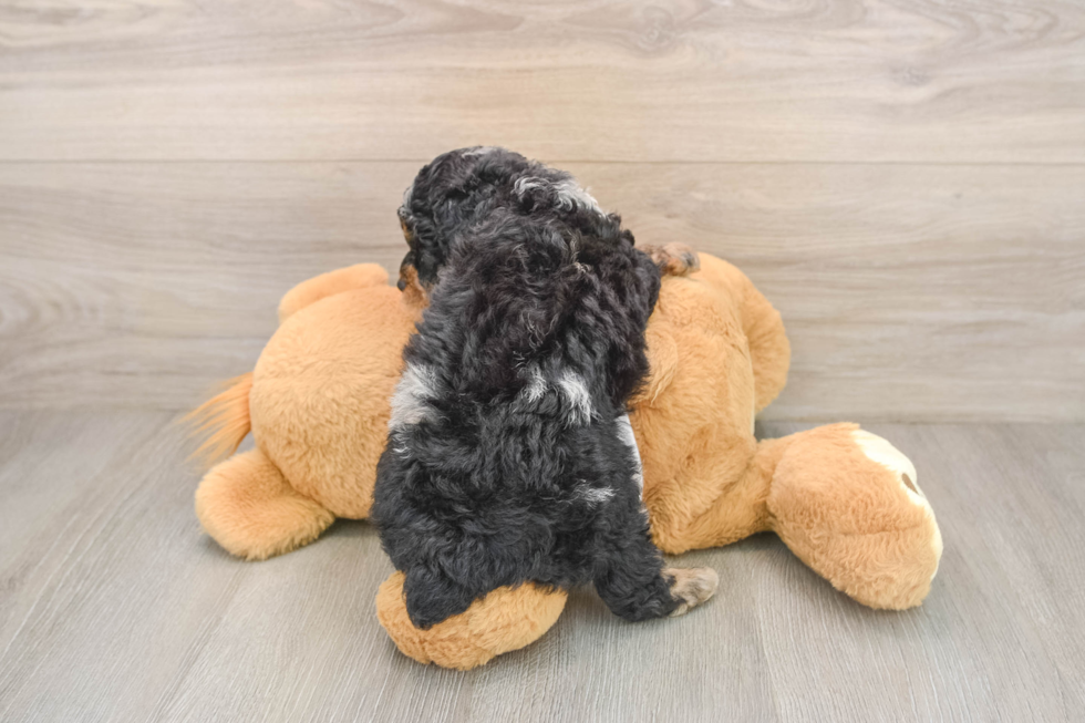 Hypoallergenic Poodle Purebred Pup