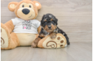 Poodle Puppy for Adoption