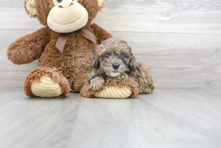 Poodle Puppy for Adoption