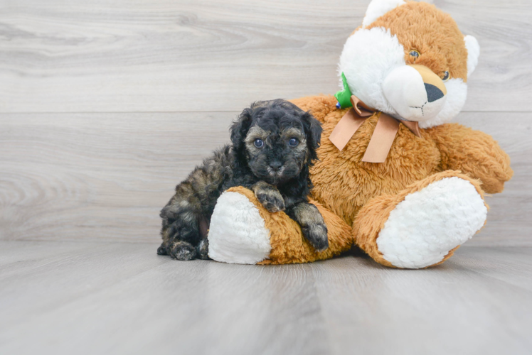 Cute Poodle Baby