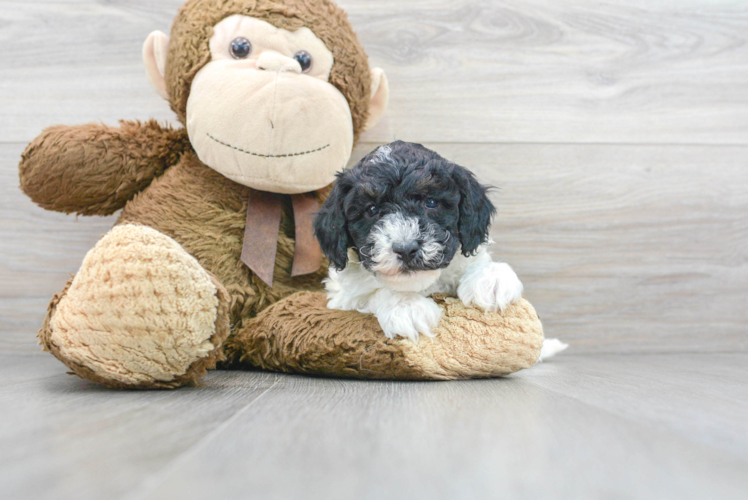 Meet Antoine - our Poodle Puppy Photo 1/3 - Puppy Love PR Poodle Puppy for Adoption