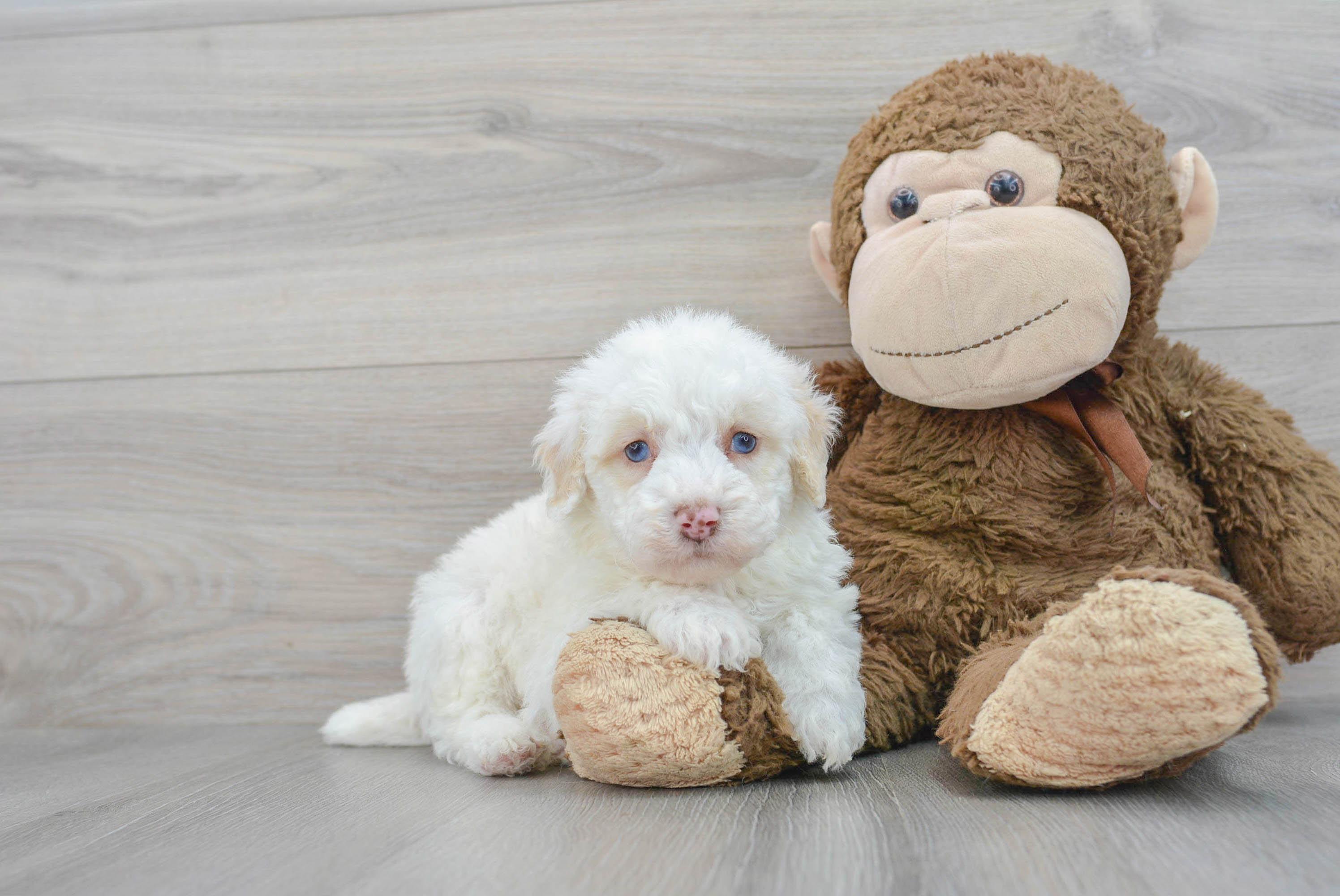 Cute Pudle Purebred Puppy