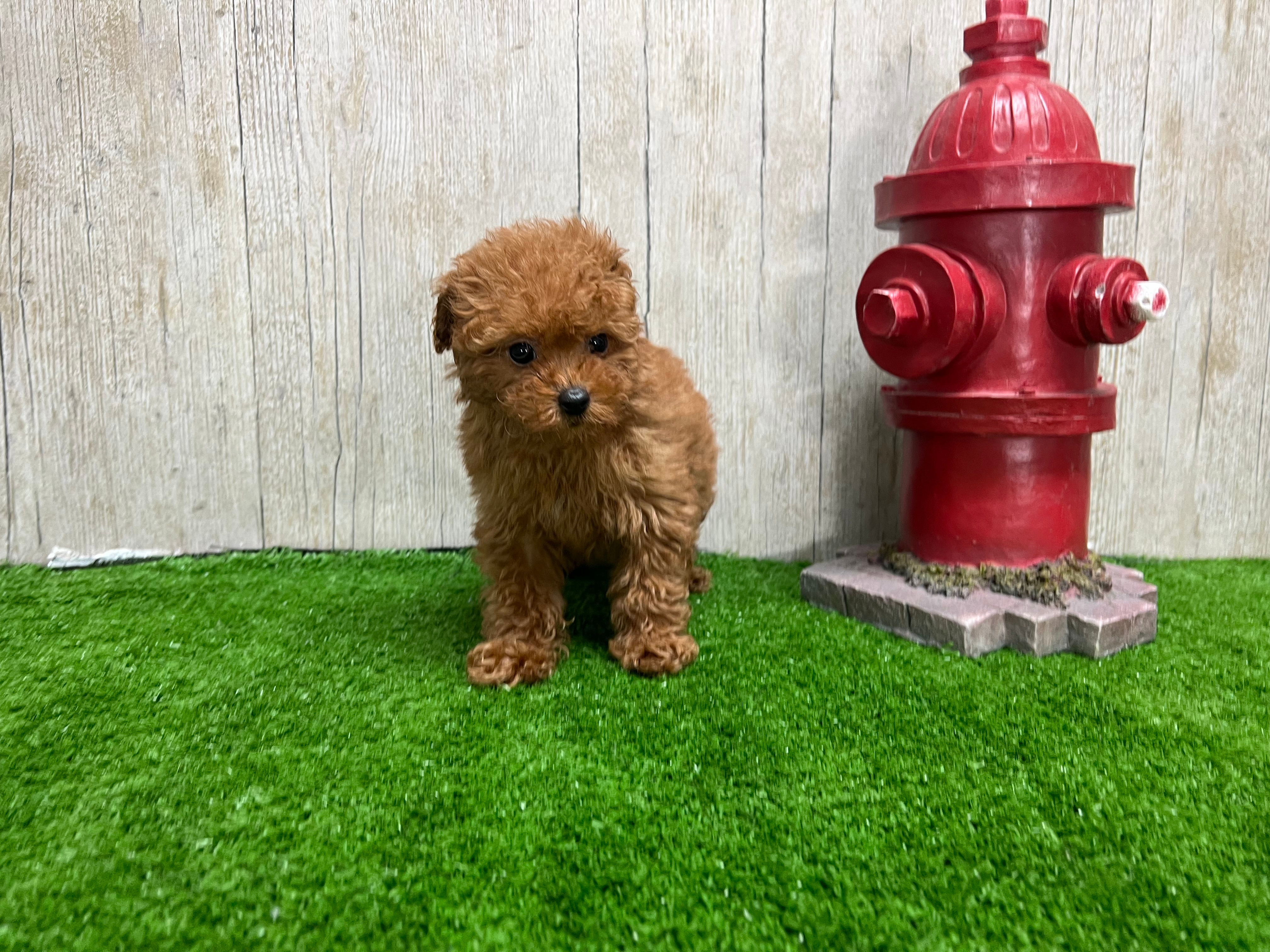 Cute Poodle Purebred Pup