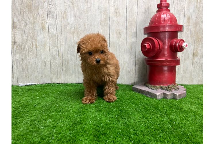 Cute Poodle Purebred Pup