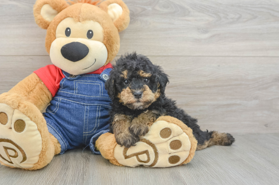 5 week old Poodle Puppy For Sale - Puppy Love PR