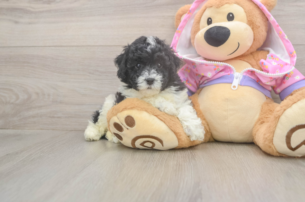 6 week old Poodle Puppy For Sale - Puppy Love PR