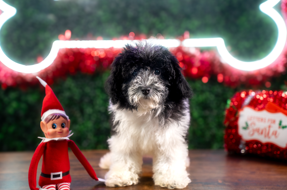 10 week old Poodle Puppy For Sale - Puppy Love PR