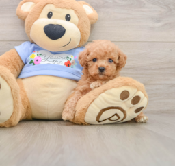 6 week old Poodle Puppy For Sale - Puppy Love PR