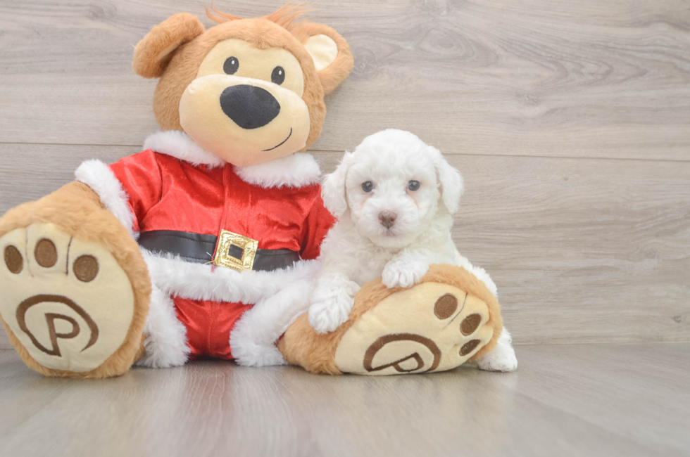5 week old Poodle Puppy For Sale - Puppy Love PR