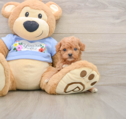 7 week old Poodle Puppy For Sale - Puppy Love PR
