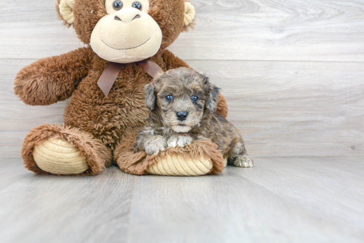 Meet Arbor - our Poodle Puppy Photo 1/3 - Puppy Love PR Cute Pudle Purebred Puppy
