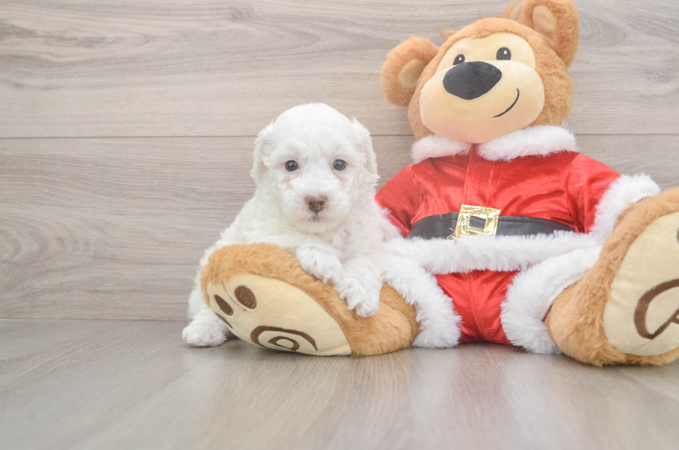 5 week old Poodle Puppy For Sale - Puppy Love PR