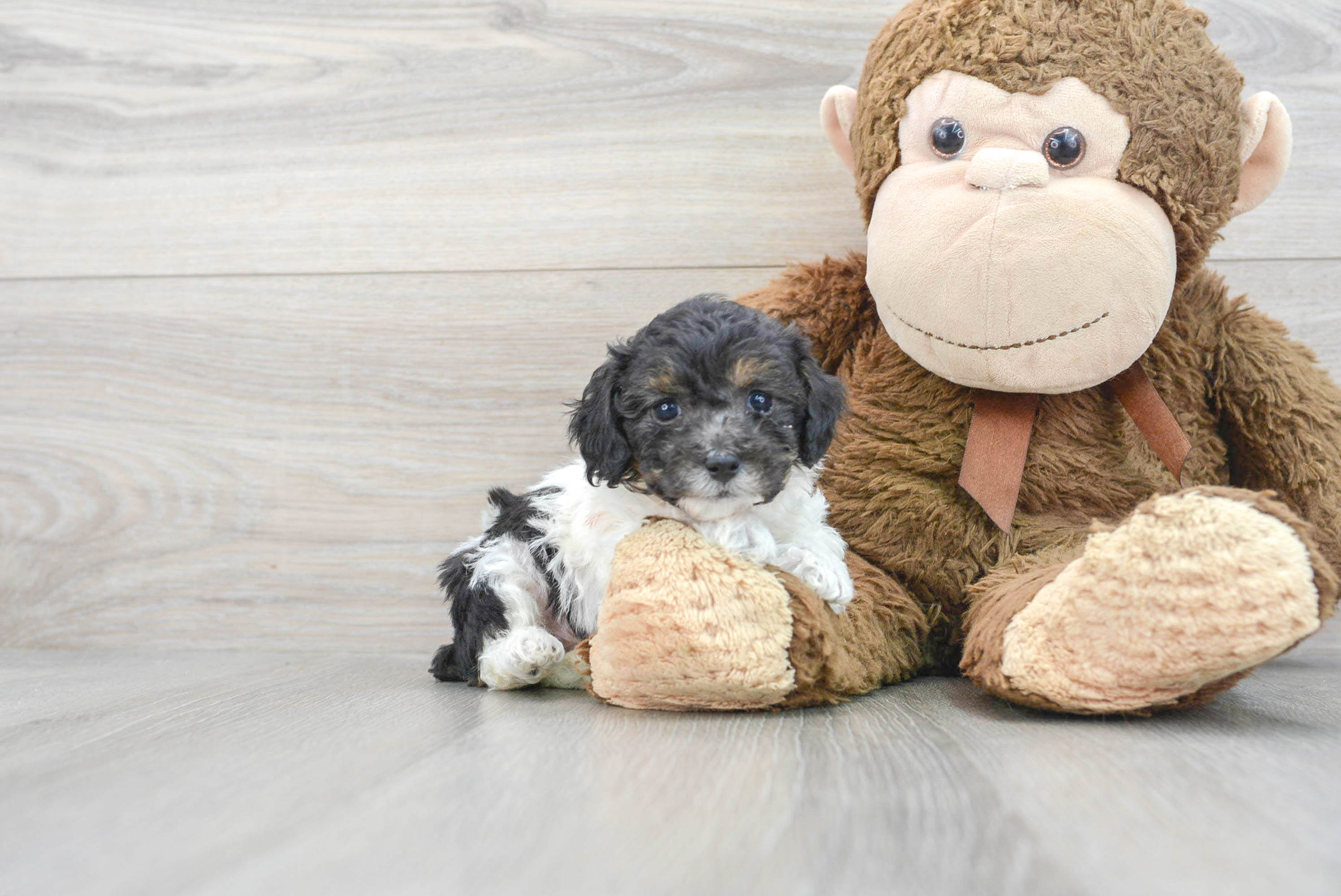 Little Poodle Purebred Pup