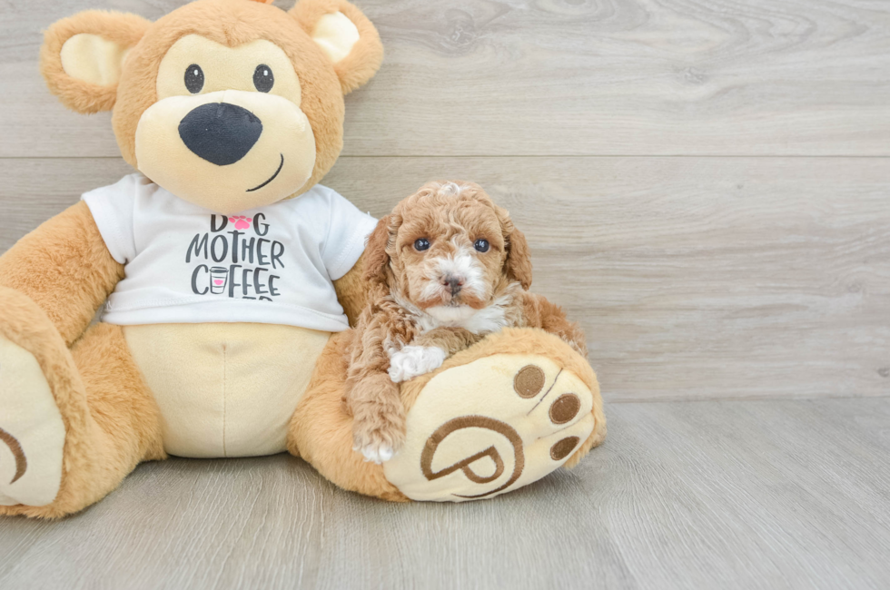 5 week old Poodle Puppy For Sale - Puppy Love PR
