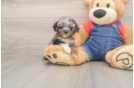 Hypoallergenic Poodle Purebred Pup
