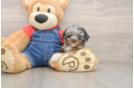 Best Poodle Baby