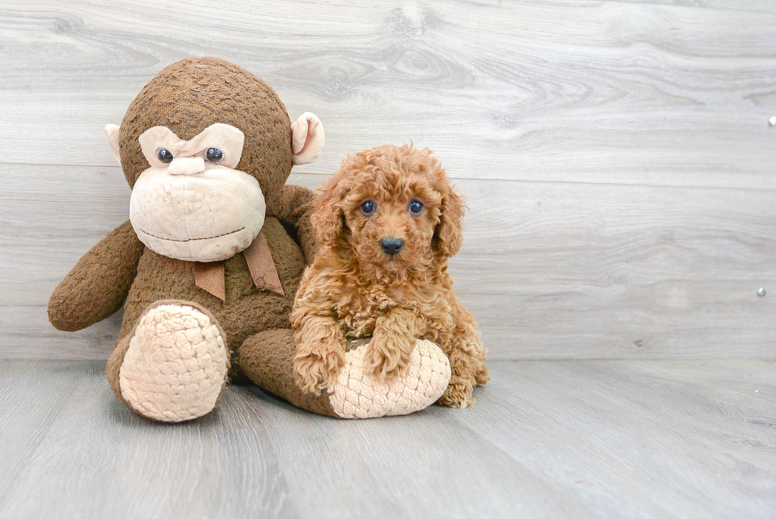 Poodle Puppy for Adoption