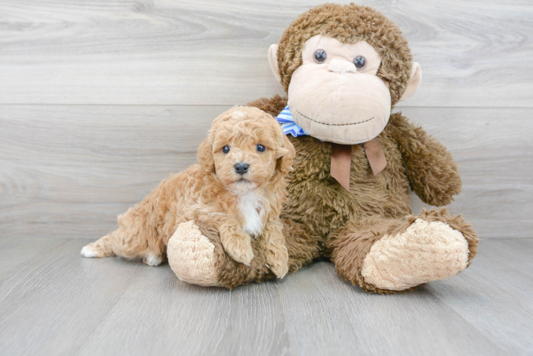 Meet Auburn - our Poodle Puppy Photo 1/2 - Puppy Love PR Poodle Puppy for Adoption