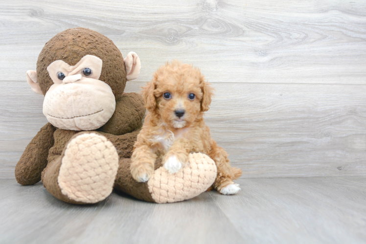 Cute Poodle Purebred Pup