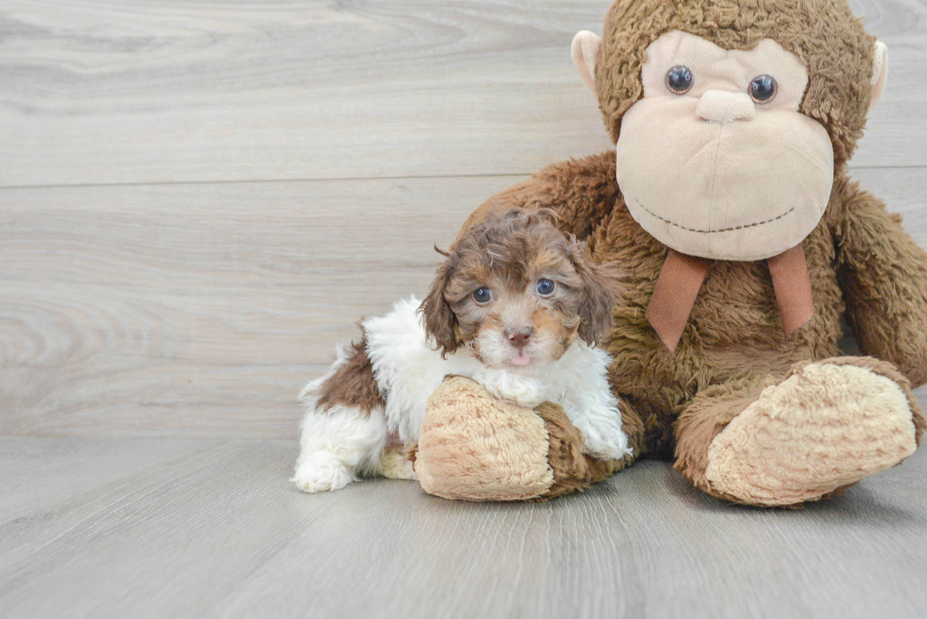 Poodle Puppy for Adoption