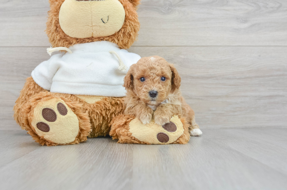 7 week old Poodle Puppy For Sale - Puppy Love PR